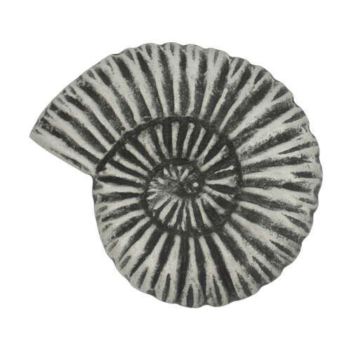 XDHBR1570 Ammonite Brooch